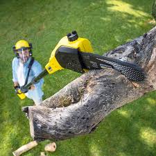 Best Arborist Consultation Services  in Reidland, KY