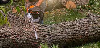 Best Firewood Processing and Delivery  in Reidland, KY