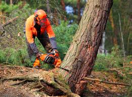 Best Lawn Pest Prevention  in Reidland, KY