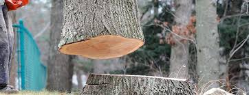 Best Stump Grinding and Removal  in Reidland, KY