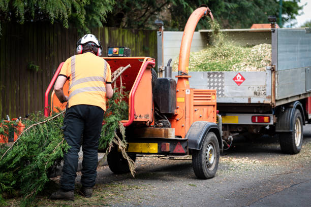 Trusted Reidland, KY Tree Services Experts