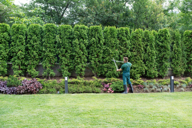 Best Lawn Disease Treatment  in Reidland, KY