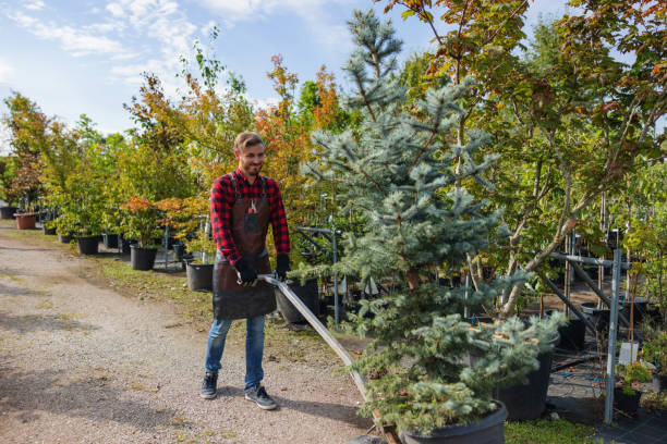 How Our Tree Care Process Works  in  Reidland, KY