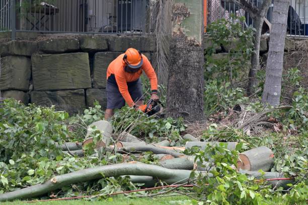  Reidland, KY Tree Services Pros