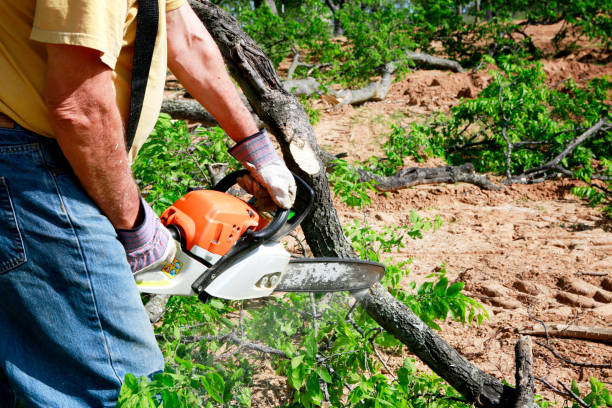 Best Tree Preservation Services  in Reidland, KY
